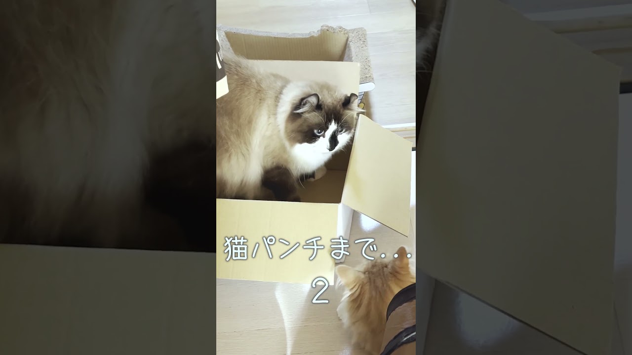 【大激怒】猫パンチ炸裂！！ #Shorts