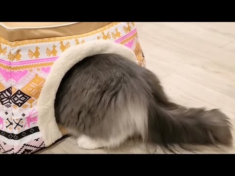 プレゼントしたコタツをぶっ壊すもふ猫【サイベリアンのラフィ】#shorts