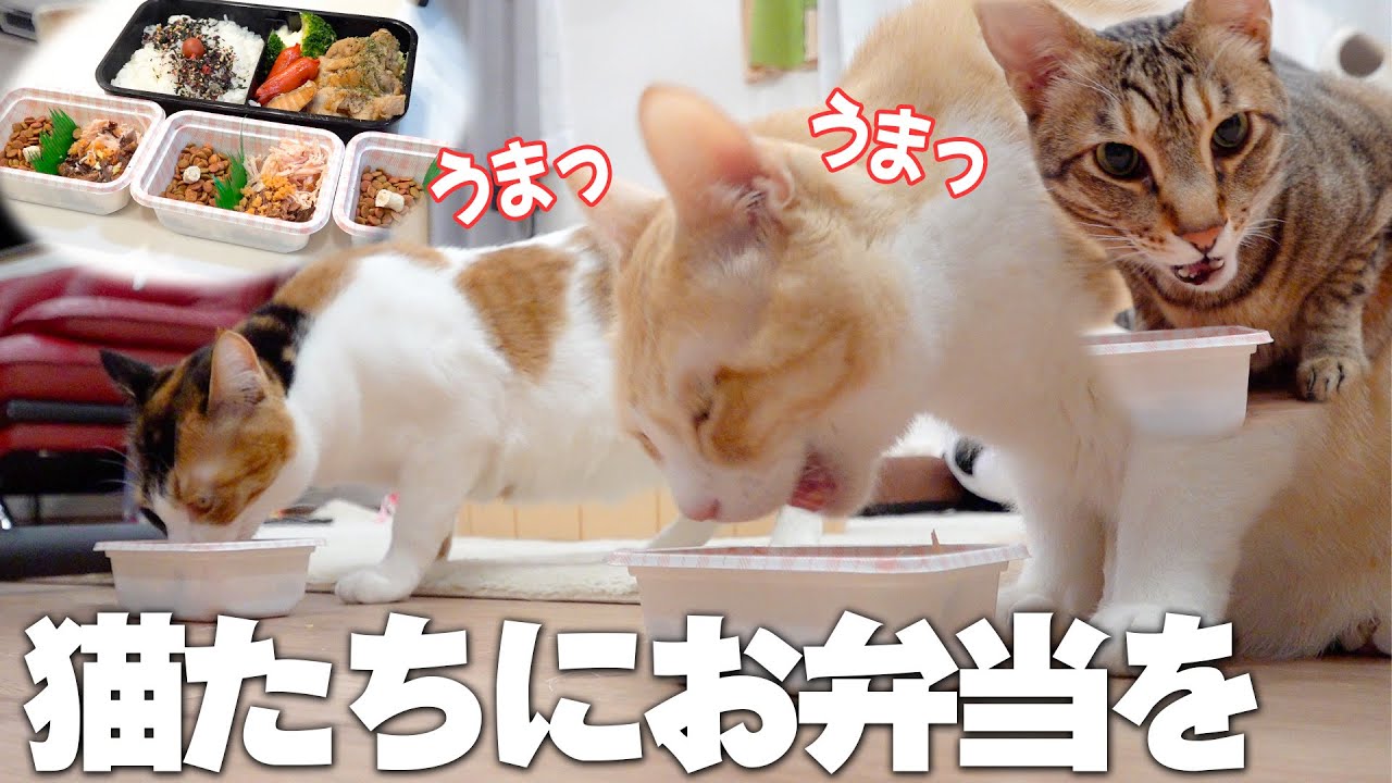 朝早く起きたから猫たち全員にお弁当を作りました。