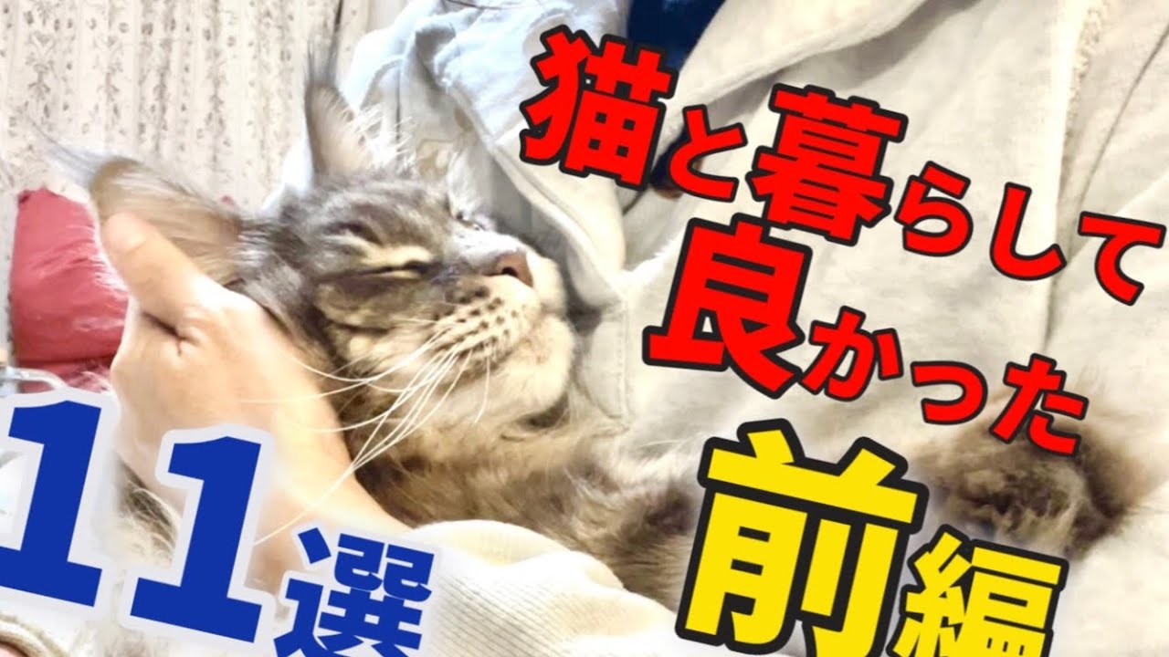 【メインクーンと暮らして良かった事１１選　前編】猫と暮らして不幸になるとかありえません