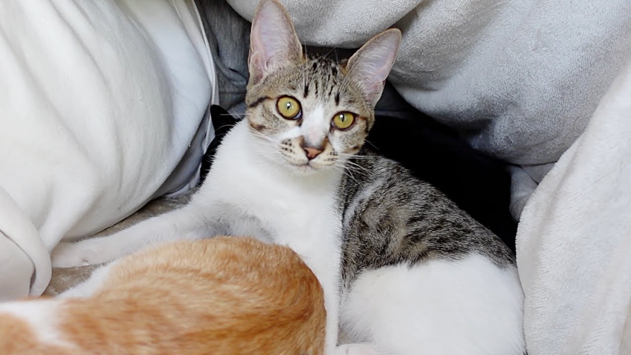 体調不良で倒れたパパから離れなくなった子猫たち…