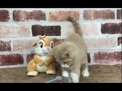 ブリティッシュショートヘアー12/29♂