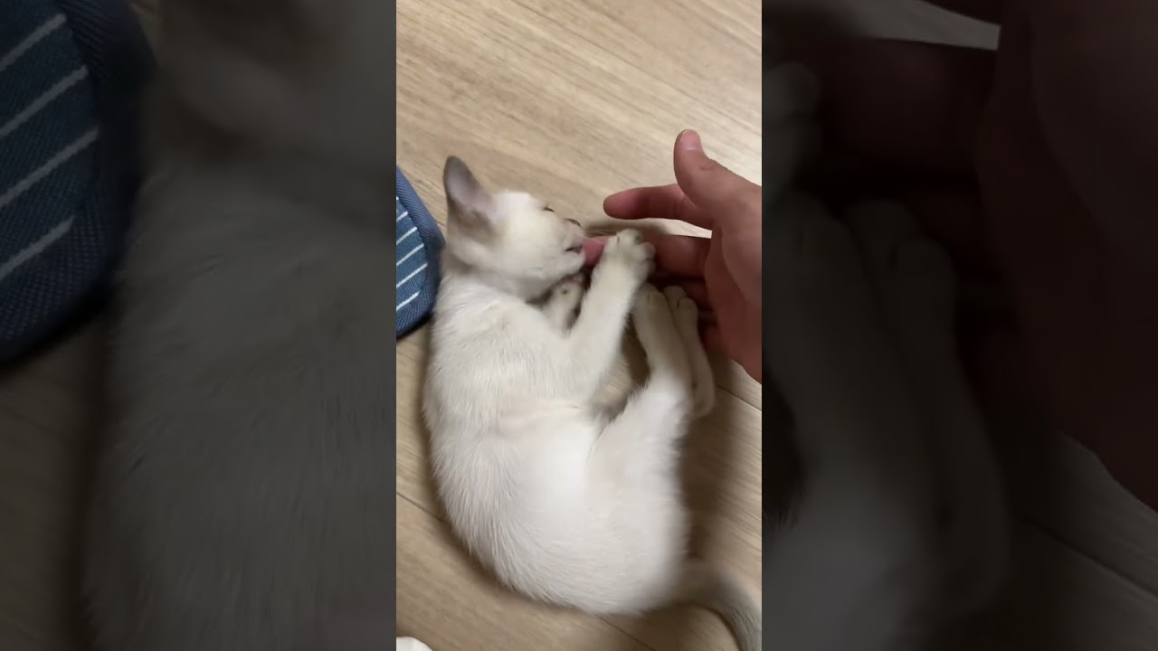 もう私は強いんだにゃっ！ #トンキニーズ　#猫のいる暮らし #ミヌエット #マンチカン #ミルク #子猫