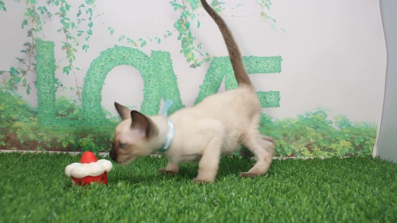 Coo&RIKU　No621680　シャム