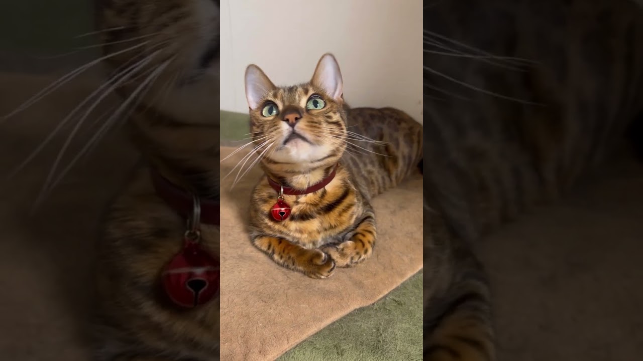猫の首振りエクササイズ #shorts