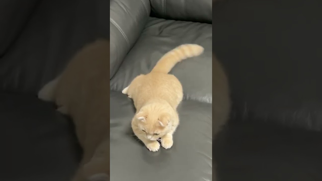 子猫がしっぽをフリフリしてる動画【スコティッシュフォールド】#shorts #かわいい #子猫