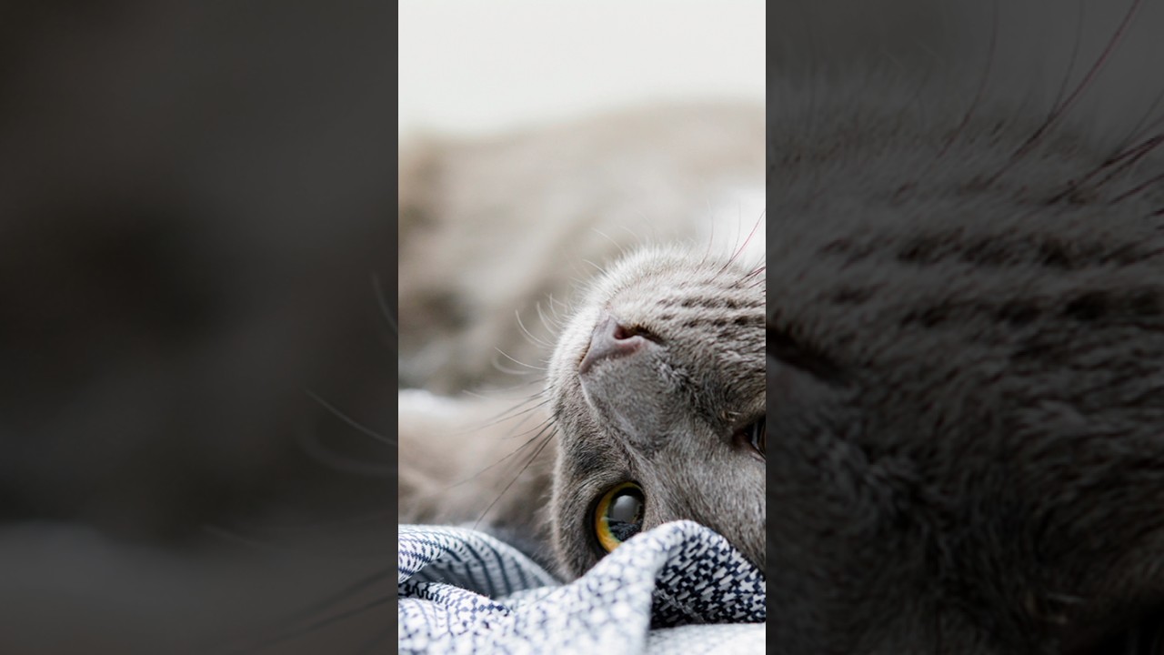 🐱 Gato Korat😍 Gatos Exóticos Hermosos 🐈