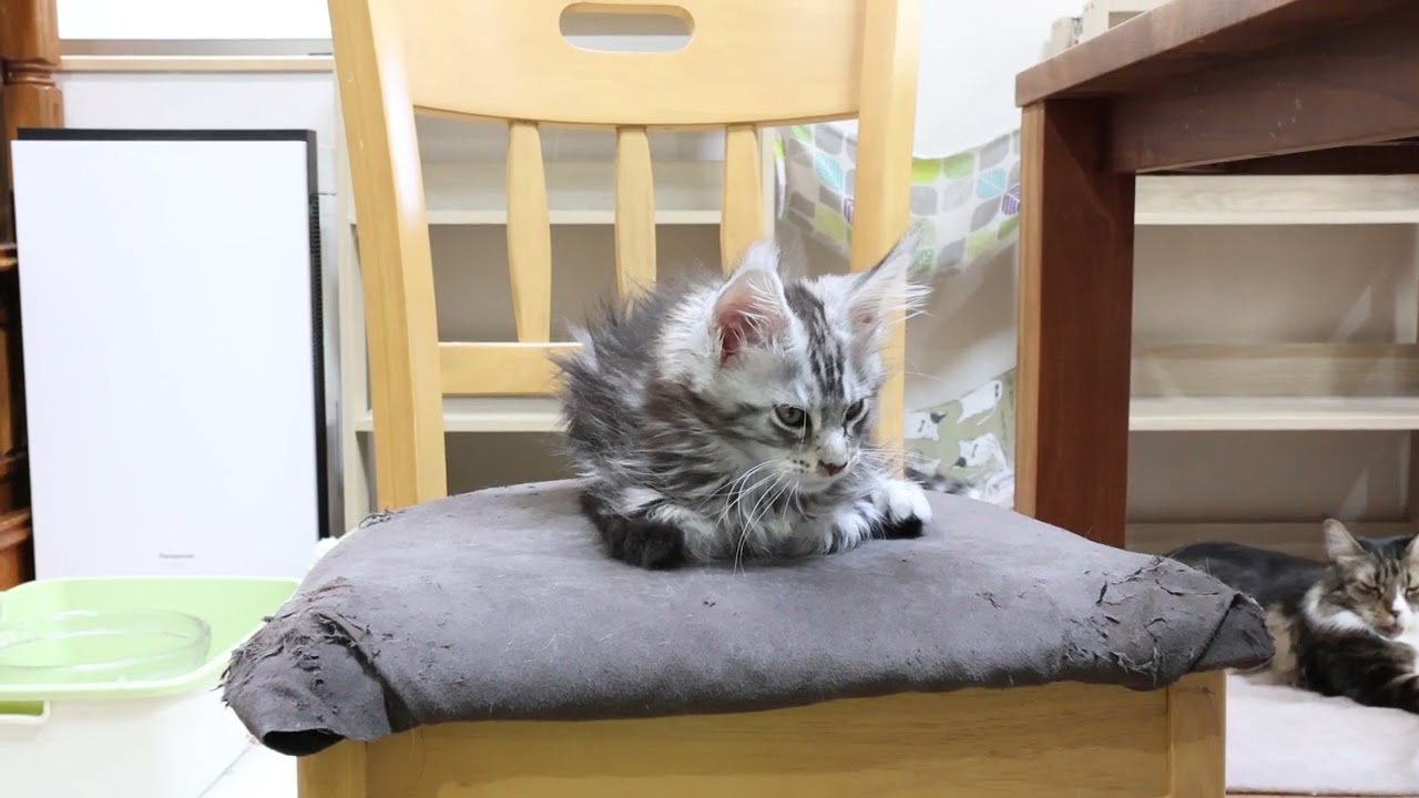シルバーのメインクーン貴公子ルカ君