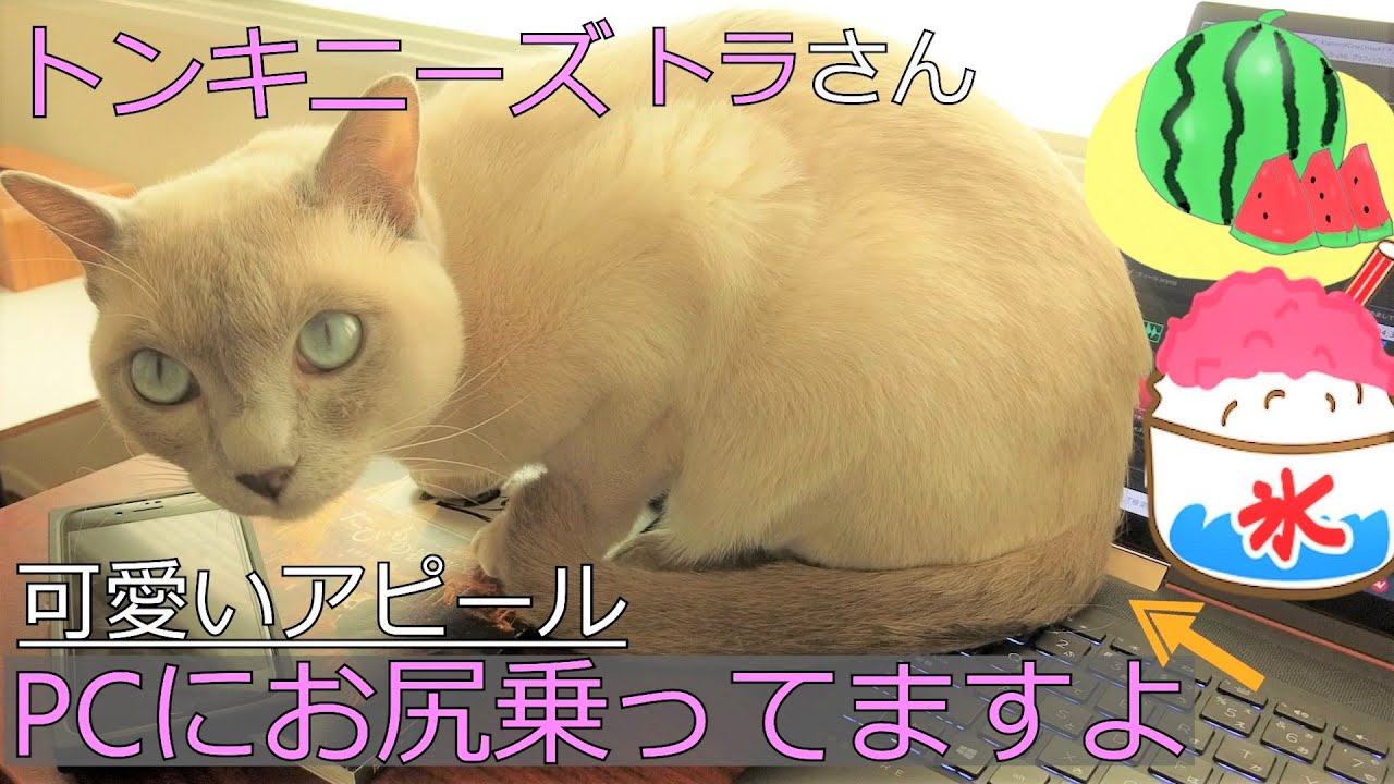 【トンキニーズ】構ってアピールが可愛い（＃43）