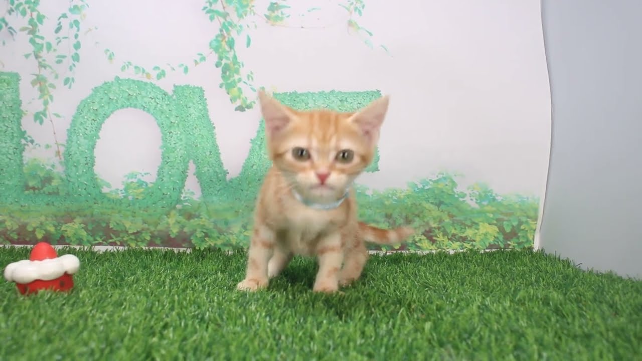 Coo&RIKU　No621682　アメリカンショートヘアー