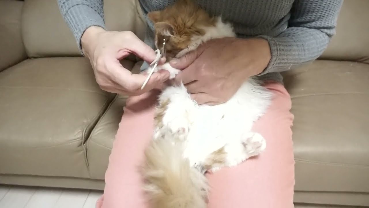 セルカークレックス子猫　2022.9.30産まれ 　レッド＆ホワイト　ロング　女の子　シーダキャット猫のお店