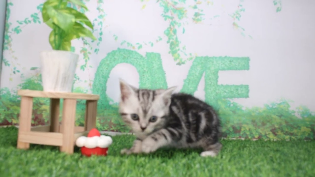 Coo&RIKU　No616228　アメリカンショートヘアー