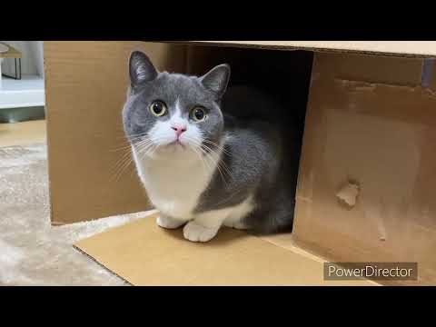 キャットタワーを買いました。(ブリティッシュショートヘアのテト)