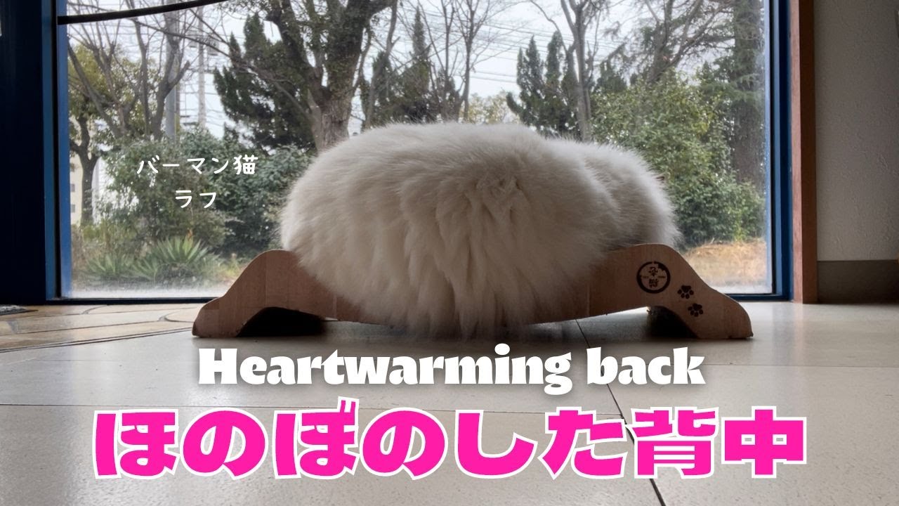 バーマン猫ラフ【ほのぼのした背中】Heartwarming back（バーマン猫）Birman/Cat