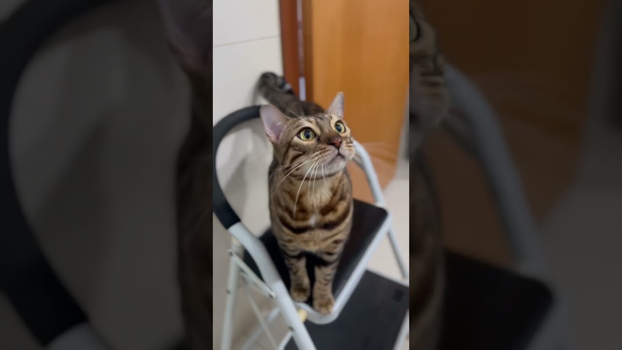可愛い鳴き声で返事をする猫【ベンガル猫】