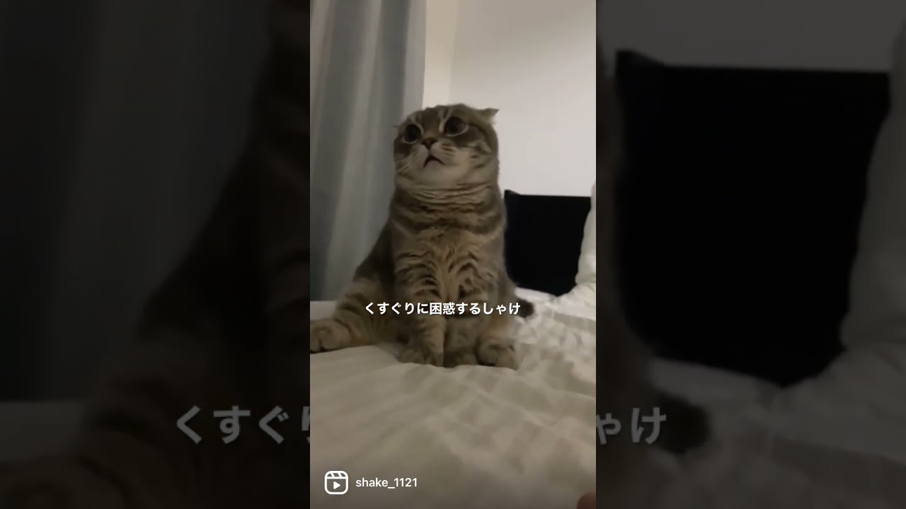 くすぐり攻撃に困惑する猫がこちら #マンチカン #短足マンチカン #Shorts