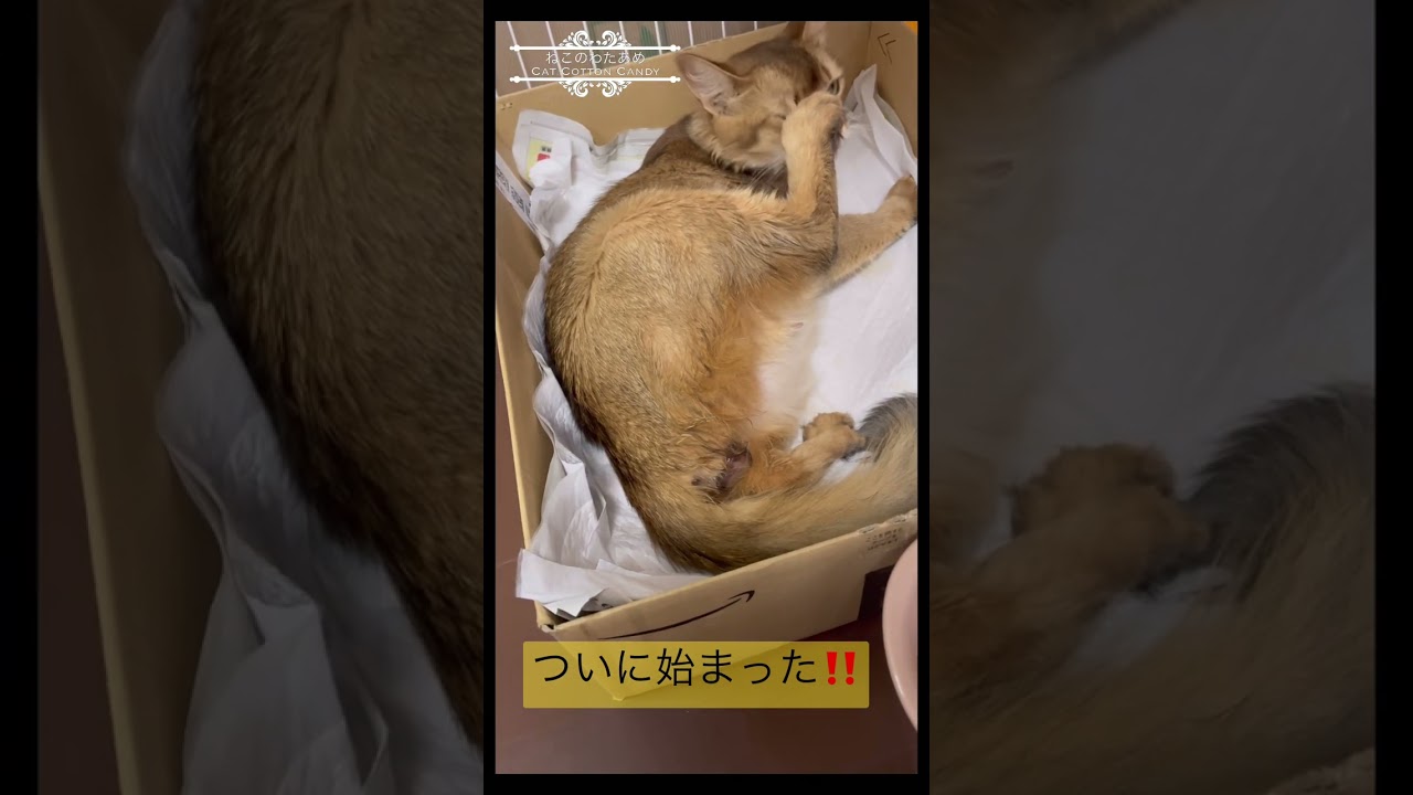 ソマリ出産中！