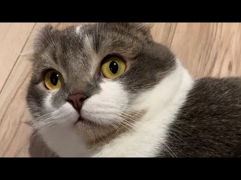 【アメリカンカール】驚き顔のたぴ【９ヶ月子猫】