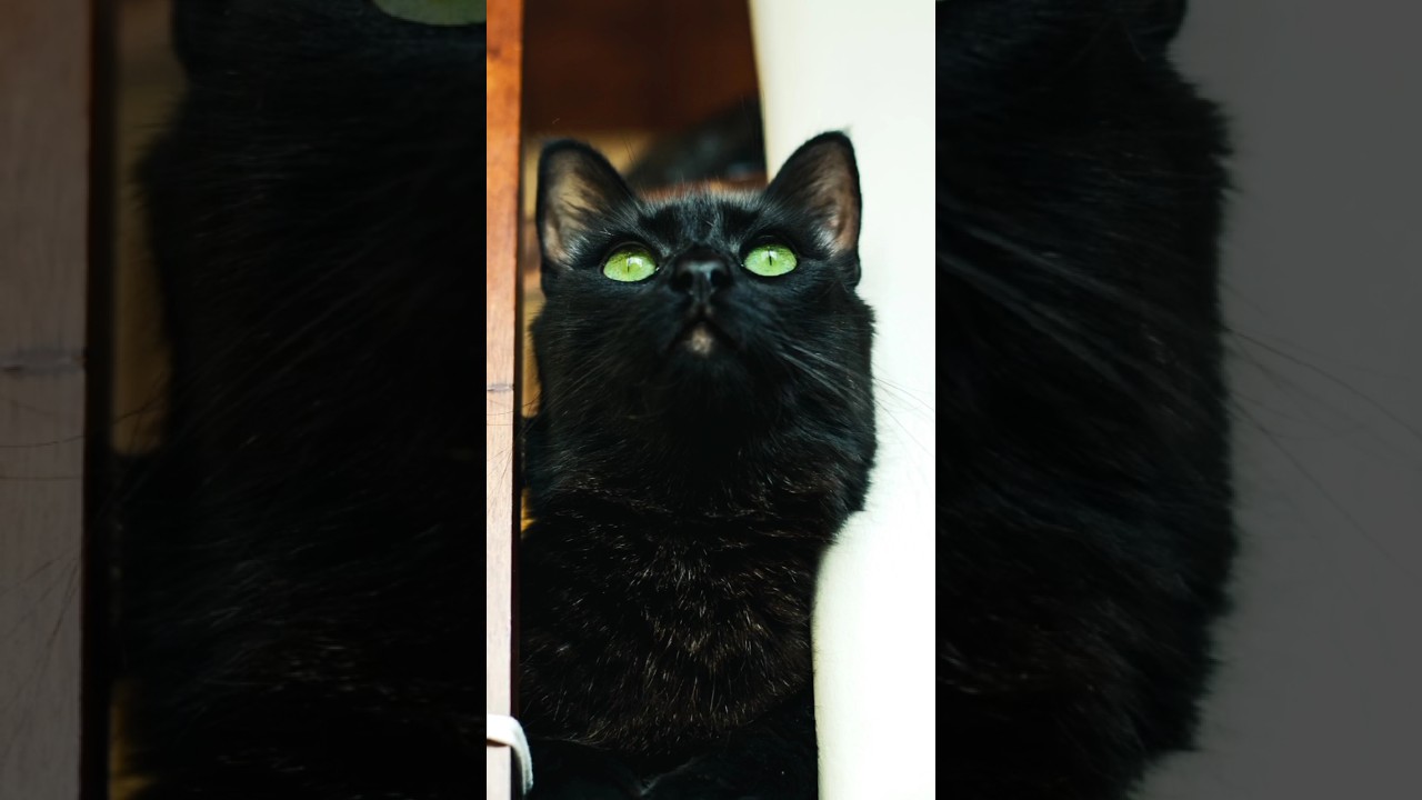 Black cats beauty 😻#shorts #viral #foryou #animals #catlover #blackcat #cutecat #cateye #cat #cat