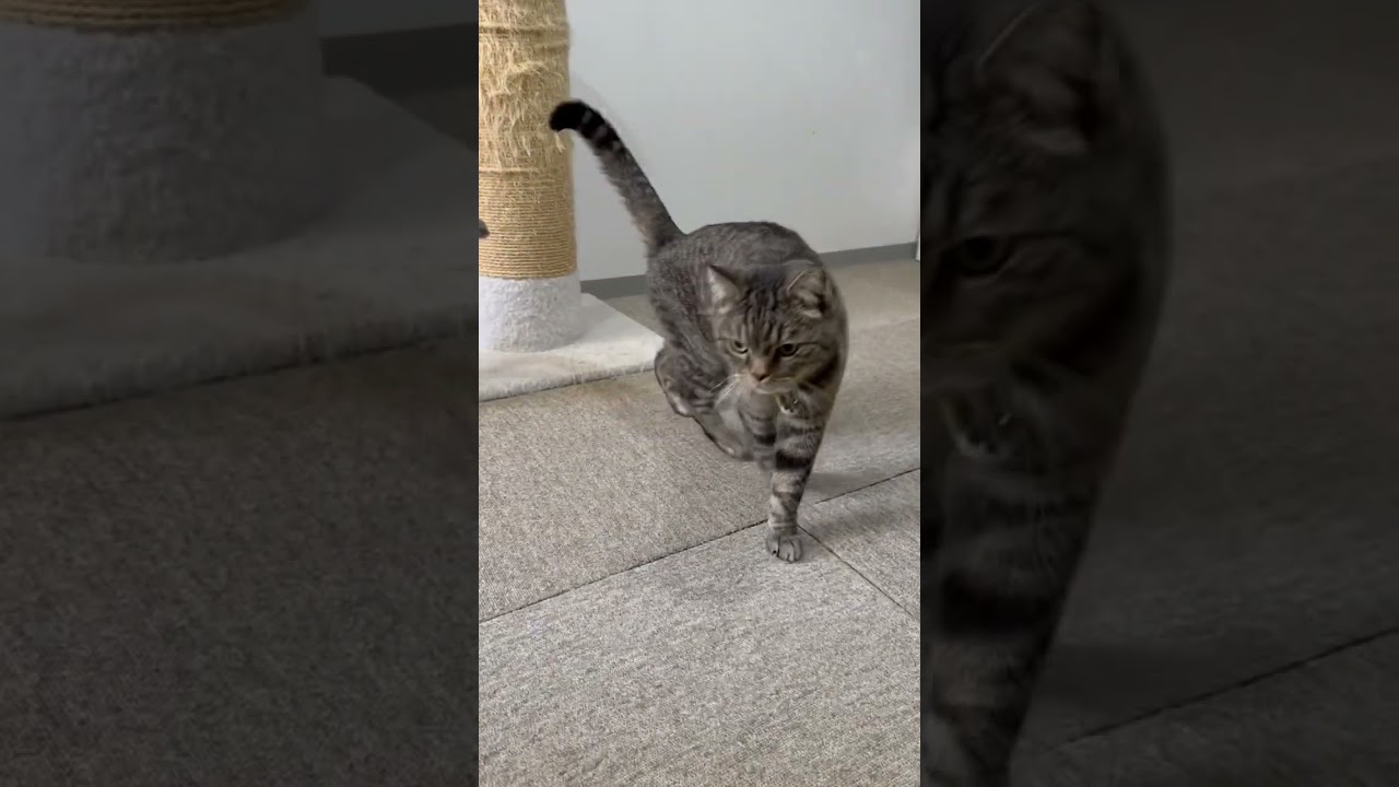 本日の猫ちゃんたち【猫専門ホテル】