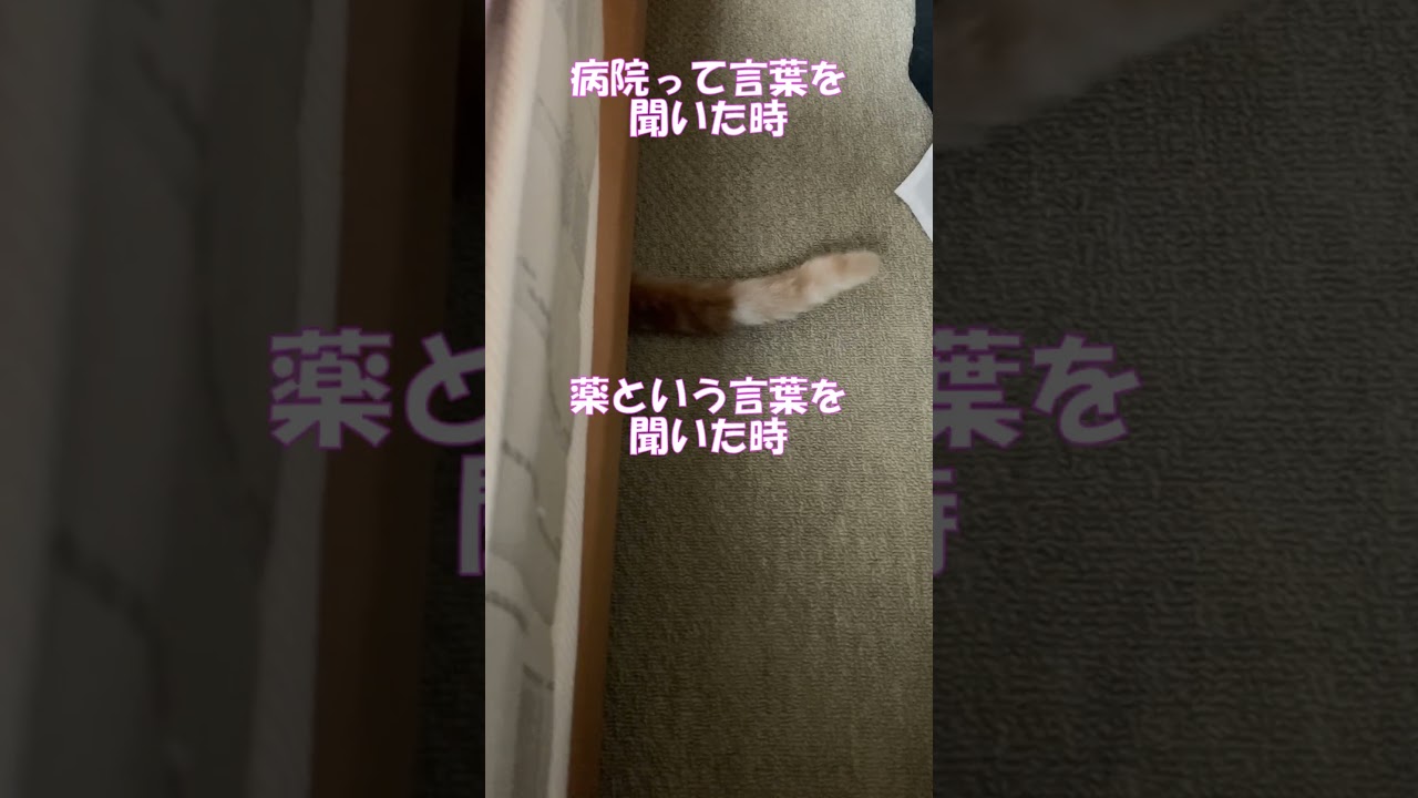 ベッドの下が一番安心安全(笑) #shorts  #猫 #アメリカンカール #cat