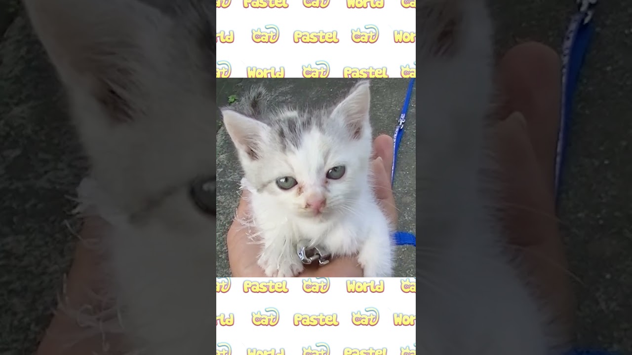 手のひらに乗ってしまうほど小さな子猫のネコ吉  #shorts #手乗り子猫