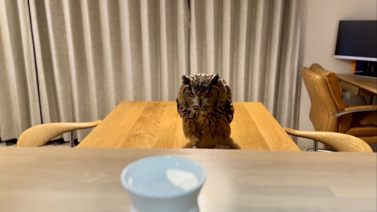 #672 フクロウの水飲み場 Perfect place for drinking water 【ベンガルワシミミズク】