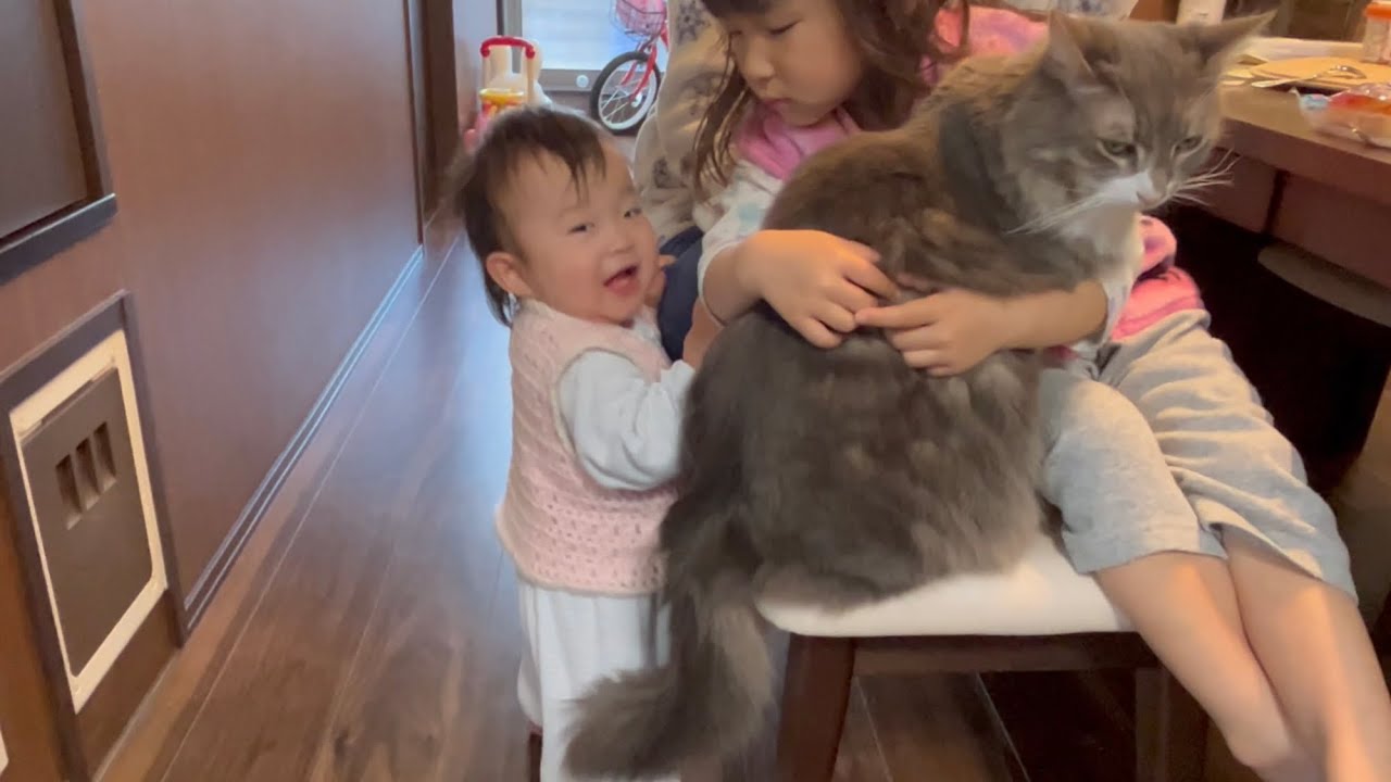 子供に気を許すようになった猫　ノルウェージャンフォレストキャット　A cat that has become tolerant of children