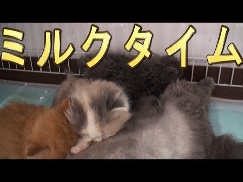 【猫好き】ミルクタイム！（セルカークレックス）《funny cats》