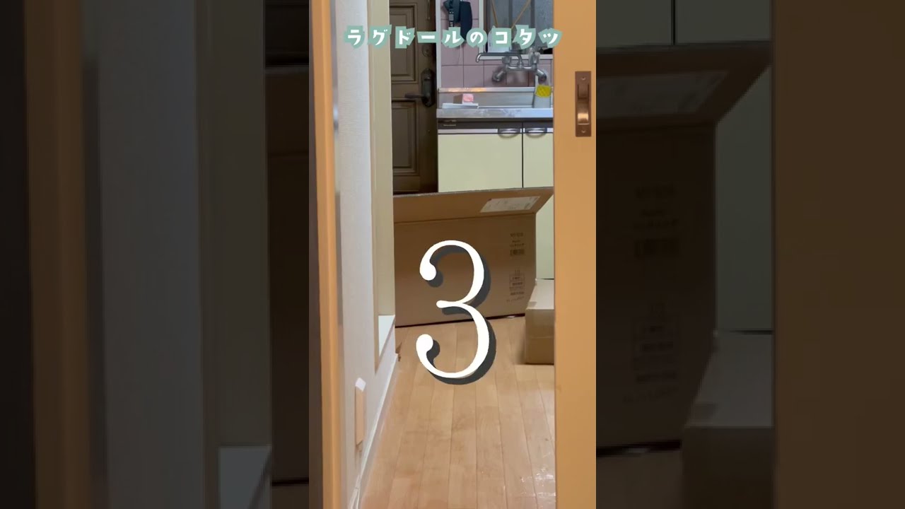 軽やかなジャンプで登場するラグドール#Shorts