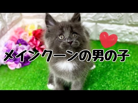メインクーンの子猫　（中之島）