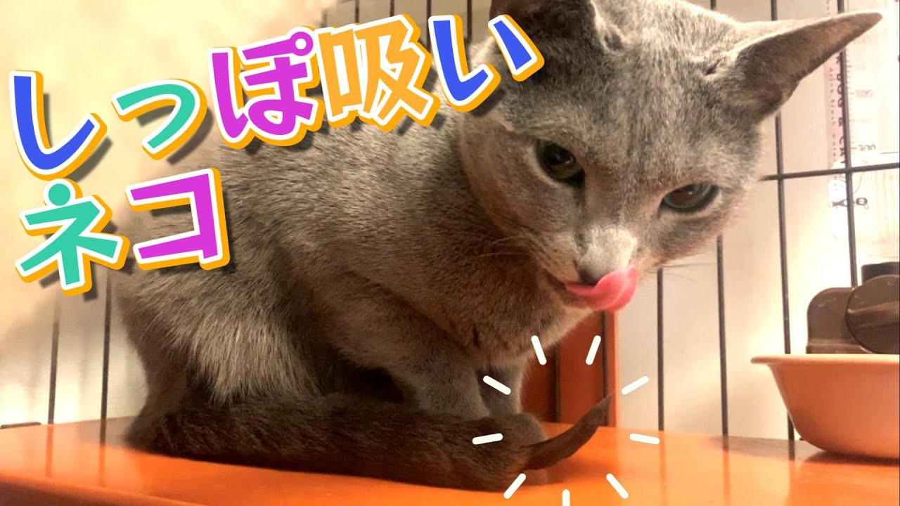 これがしっぽ吸いネコのしっぽ吸いルーティンだ！【ロシアンブルー】