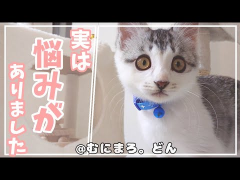 保健所からお迎えした子猫について悩みがありました...。