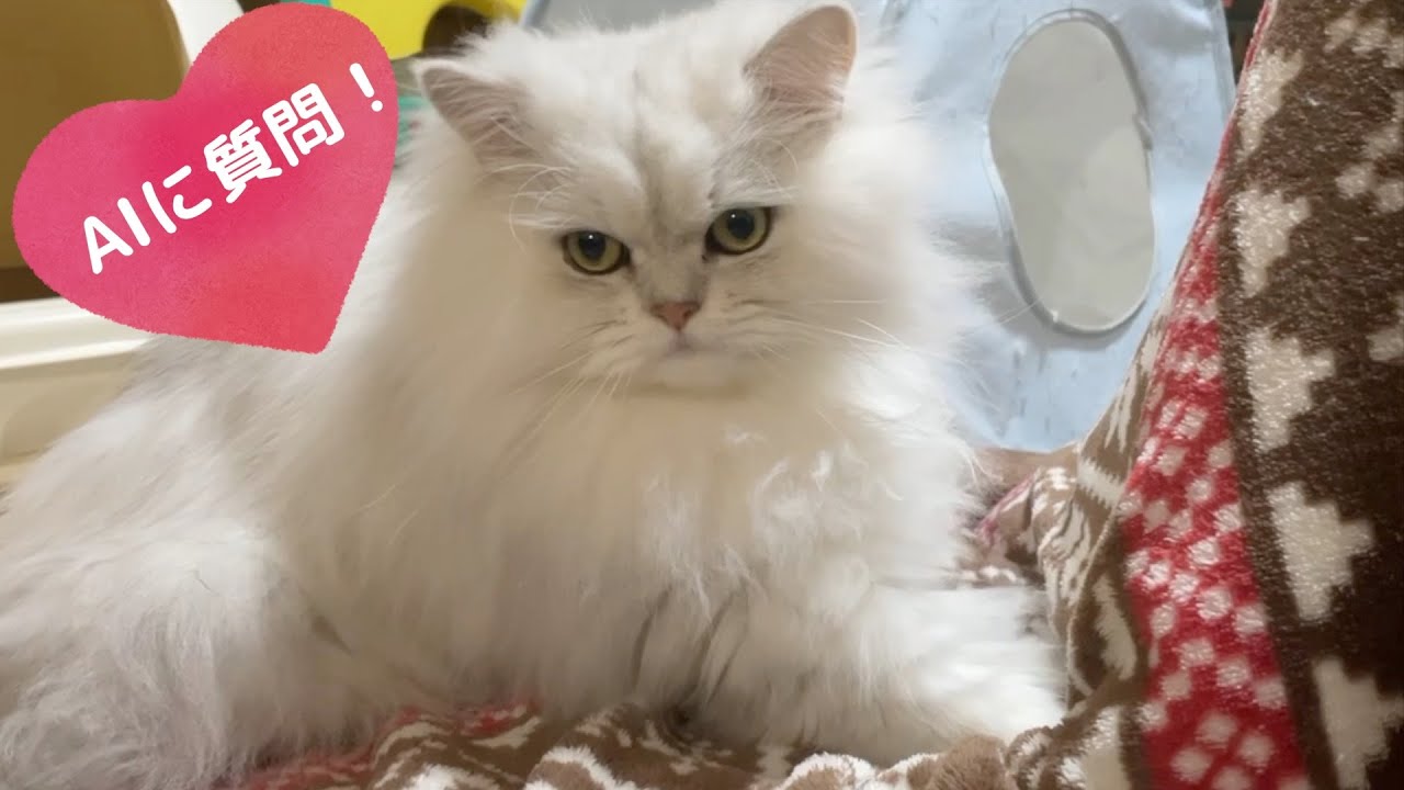 【ChatGPT】ペルシャ猫ふみふみの理由は？うちのペルシャ猫なんでこんなに可愛いんやろ？