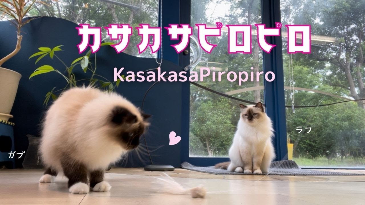 今日は張り切って遊びそう【カサカサピロピロ】KasakasaPiropiro（バーマン猫）Birman/Cat