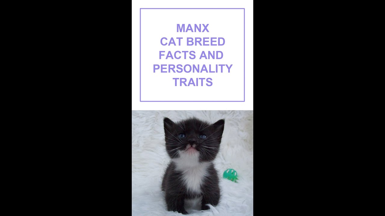 Manx Cat Breed Facts and Personality Traits #Shorts