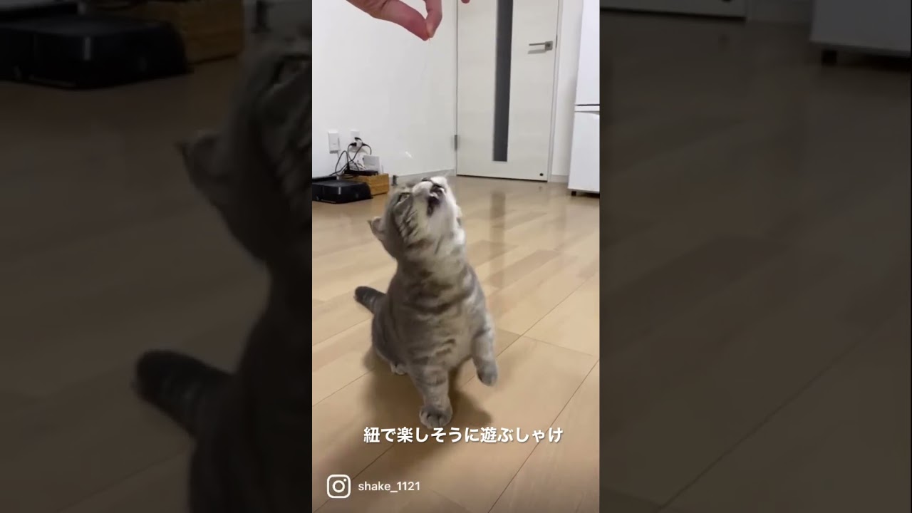 紐が最高のおもちゃな猫はこちら #マンチカン #短足マンチカン #Shorts