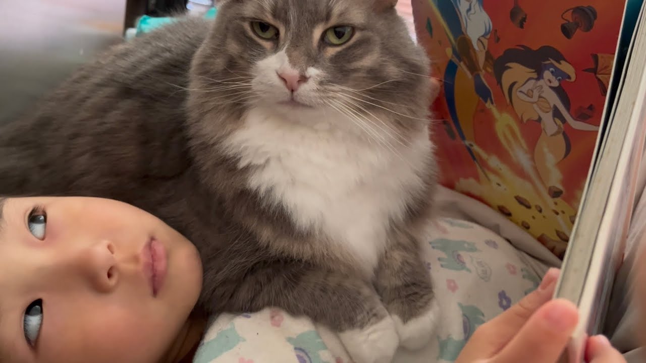 子供の上で長時間ゆっくりする猫　ノルウェージャンフォレストキャット　A cat relaxing on a child for a long time