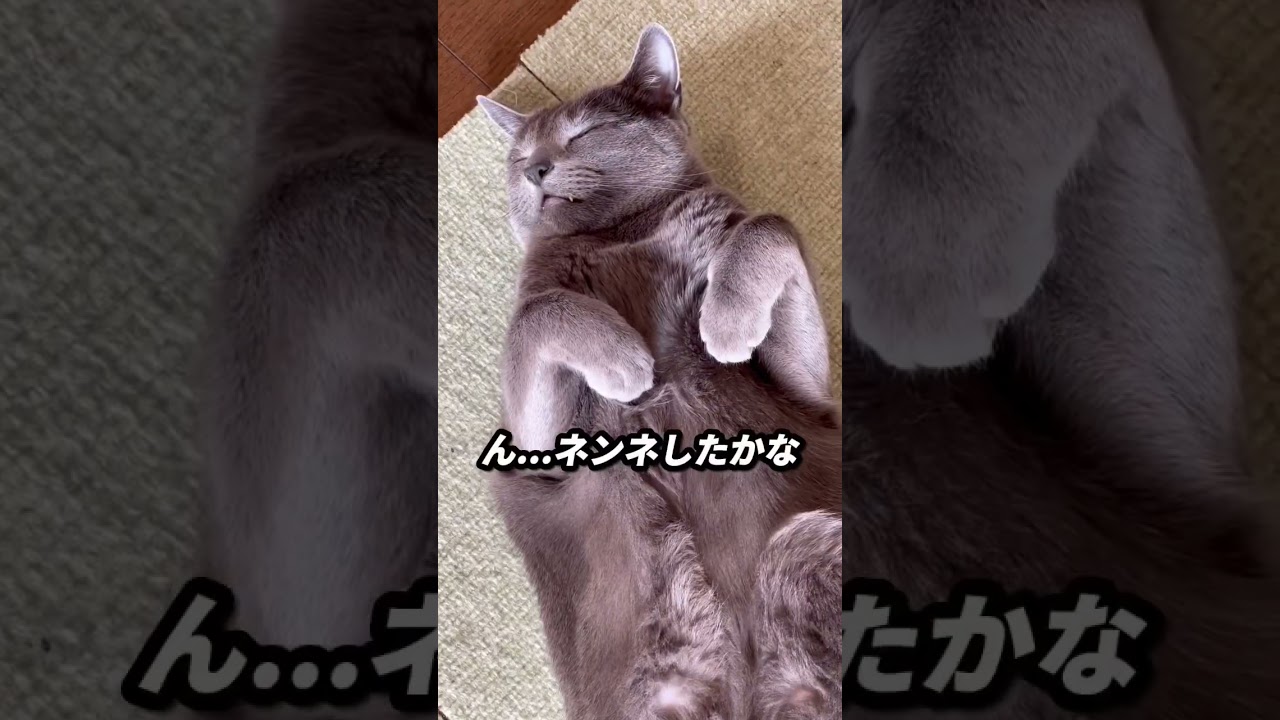【ロシアンブルー】めろんをふと見るとヘソ天で転がってました🤭【猫】#shorts