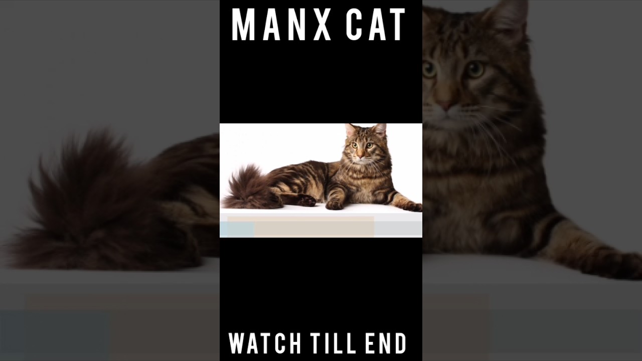 MANX CAT ❤️💖 STATUS #youtubeshorts #viral #trending #cats #dog #catvideos