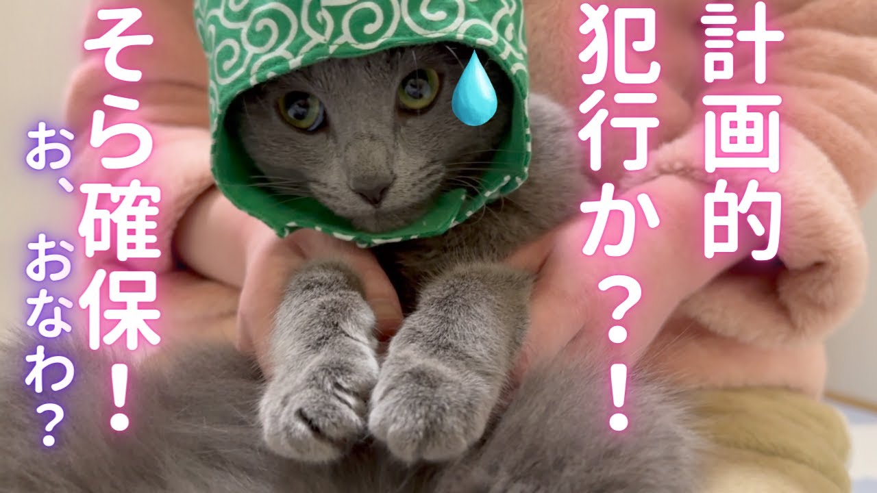 大人しく連行される猫（ロシアンブルー）
