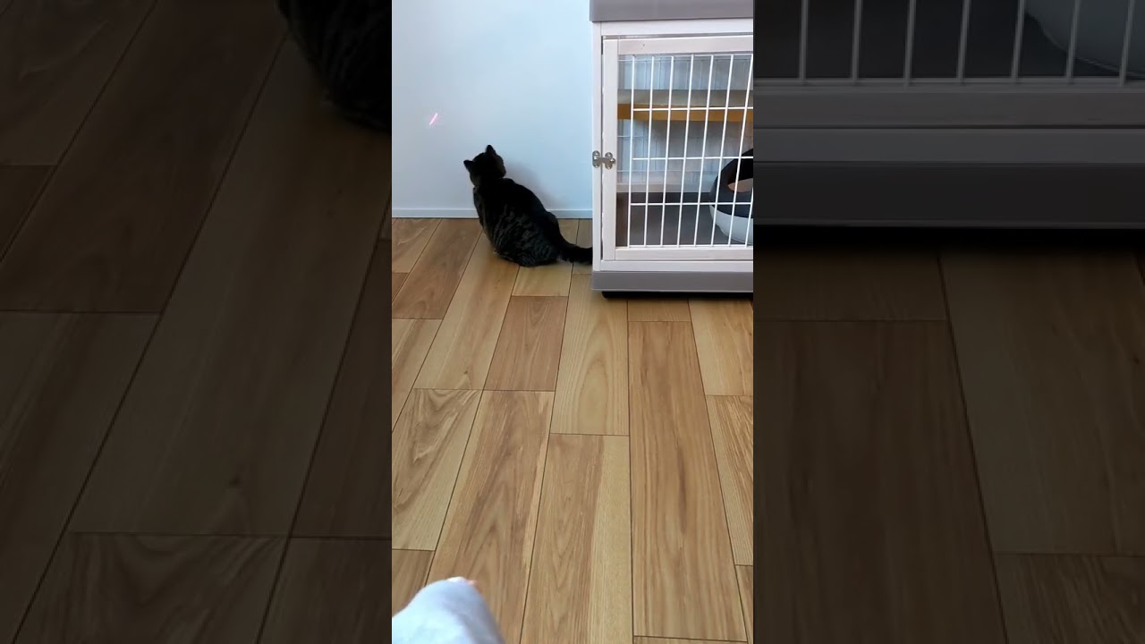 猫の日のコロ助 #マンチカン #shorts