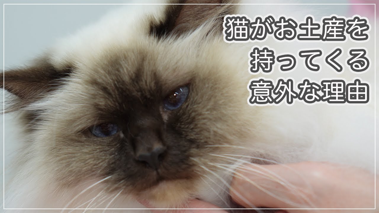 【アムちゃん】猫がお土産を持ってくる以外な理由！あれは感謝の気持ちではなかった！【バーマン】