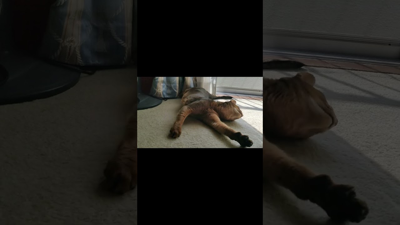 ネコ動画あび#517　#shorts　あびの毎日　アビシニアン　あび