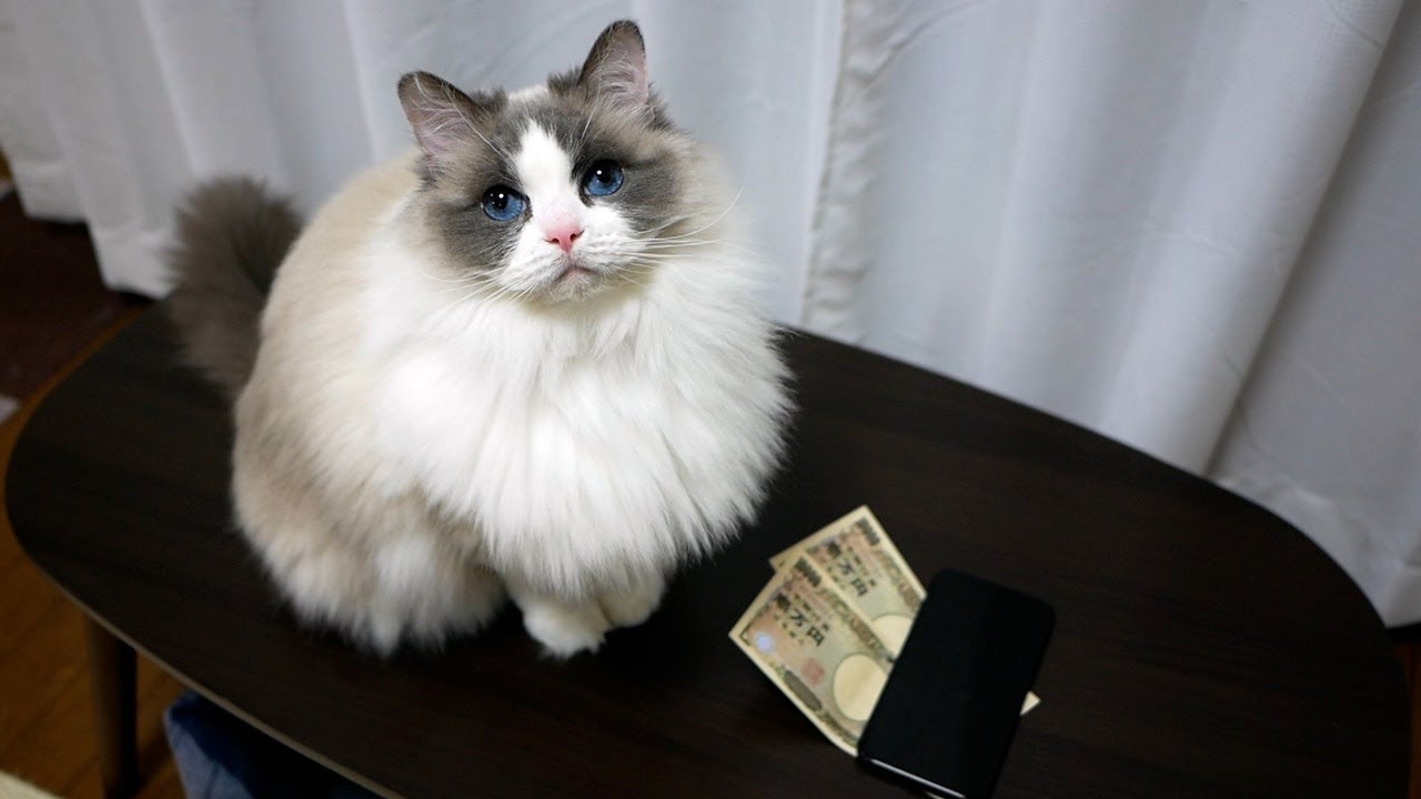 2万円分のおやつを期待しているラグドールのんちゃん。笑