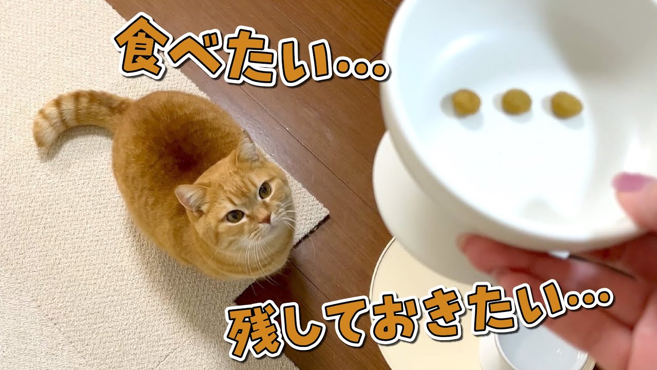 目の前のごはんを食べるか残しておくか迷う猫の葛藤が可愛すぎる…！