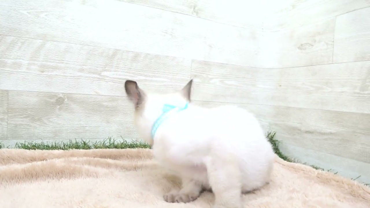 00581369 トンキニーズ