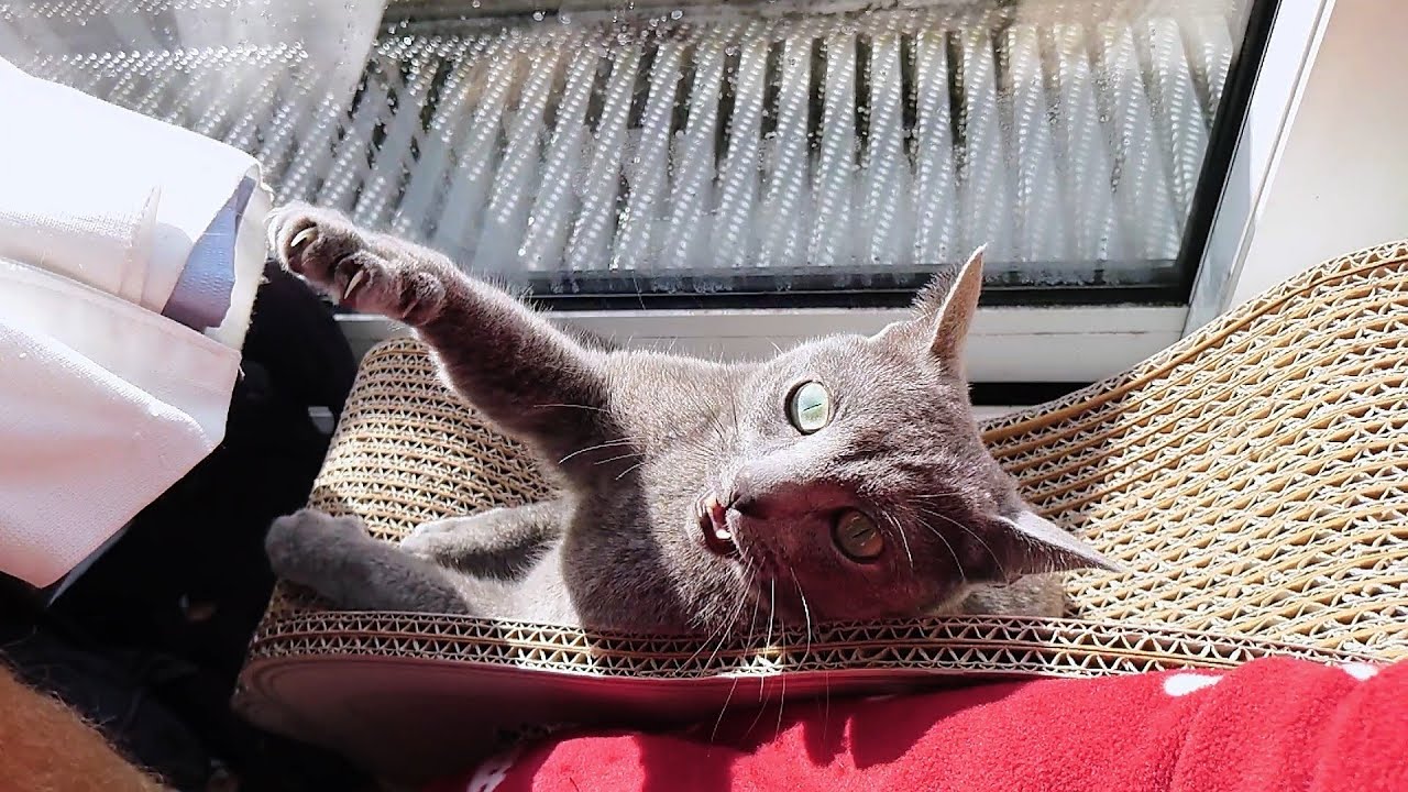 【猫動画】今日もツンデレなロシアンブルー【russianbule】Tsundere Russian blue today