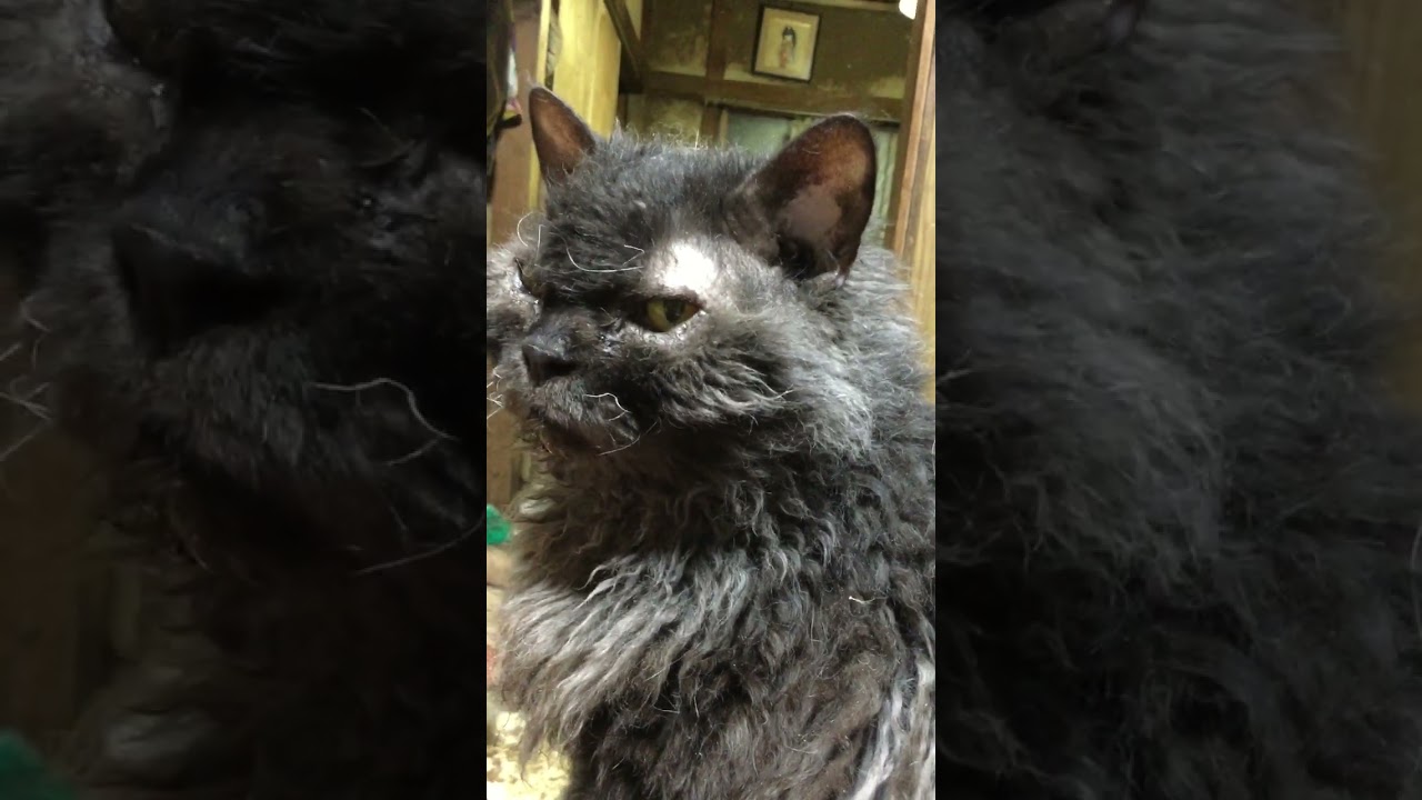 セルカークレックスのシュワン