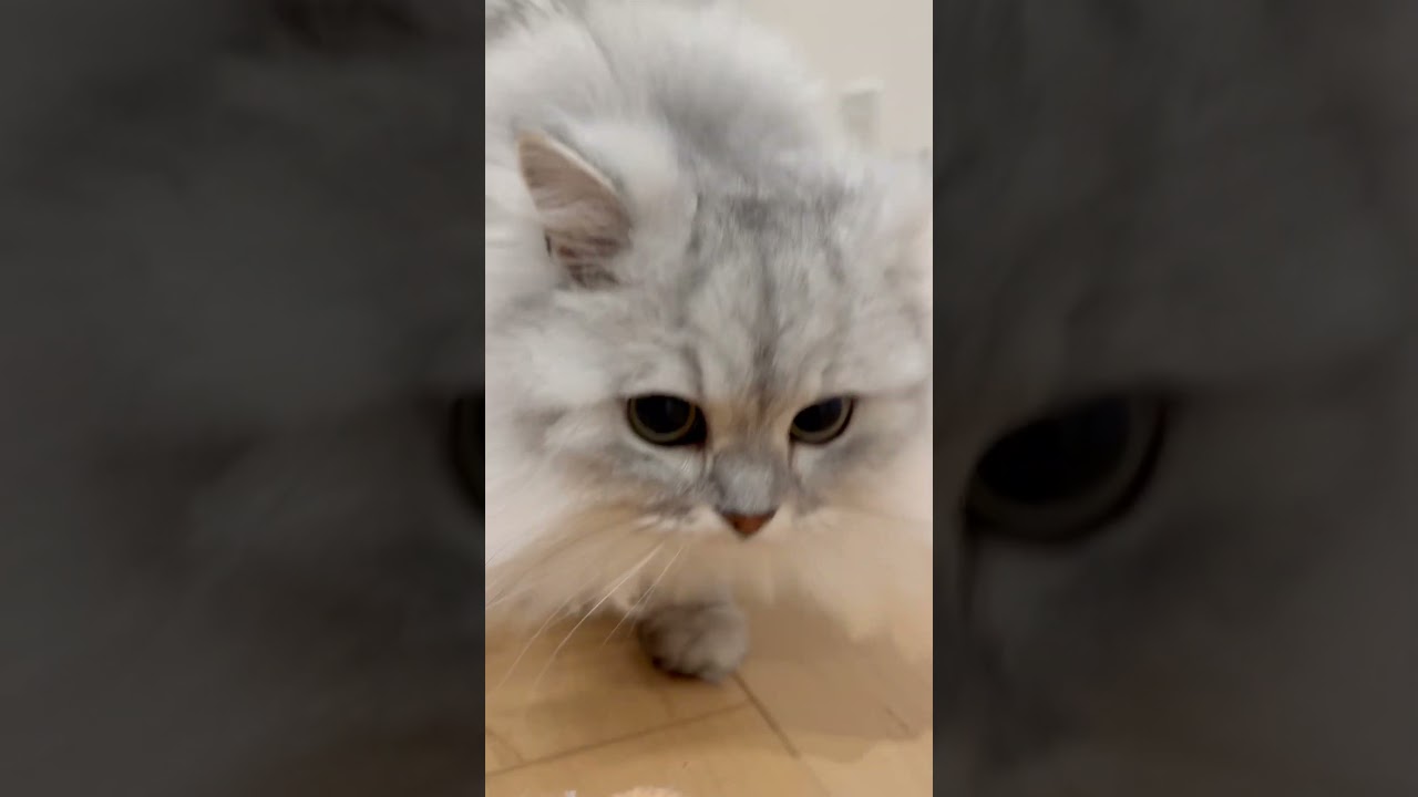 ものすごく近づいて立ち去っていく猫 【サイベリアン】 #Shorts